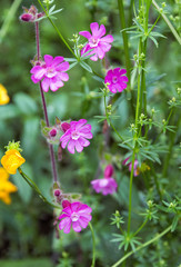 Flowers  in the Austrian Alps