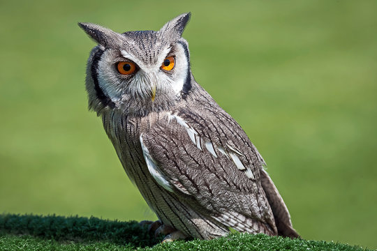 white faced scops owl bird portrait looking down to right against a natural green background
