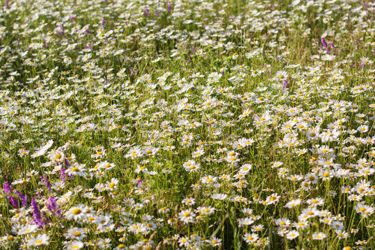 Meadow of chamomiles in the nature