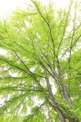 新緑の桂の木