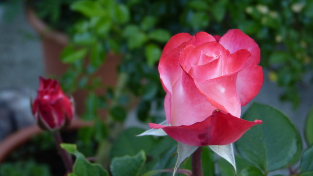 Rose Nostalgie