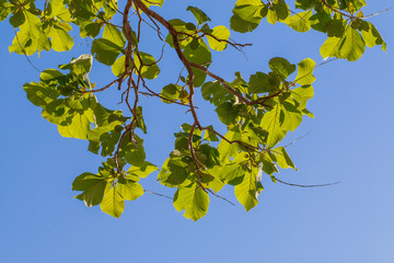Teak leaves on the sky