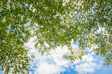 Terminalia ivorensis Chev on the sky