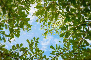 Terminalia ivorensis Chev on the sky