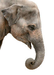 Fototapeta premium Profile portrait of an Asian elephant