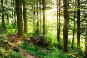 Sonnenstrahlen, die in einen vibrierenden grünen Wald fallen © Smileus
