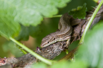Lacerta praticola. Meadow lizard on a tree branch close-up.