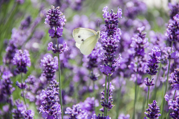 White butterfly on lavender inflorescence on a sunny day