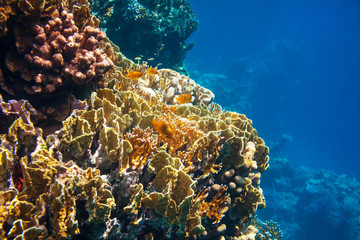 Naklejka na ściany i meble Coral reef