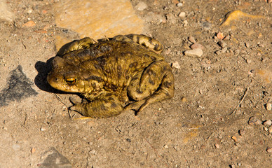 Żaba płaz leśny © © Jakacki