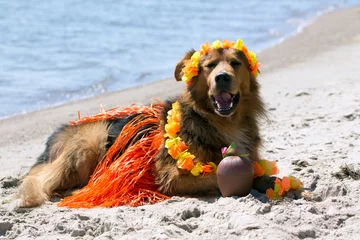 Fototapeten Hund am Meer im Hawai Kostüm mit Cocktail © Sabine Schönfeld