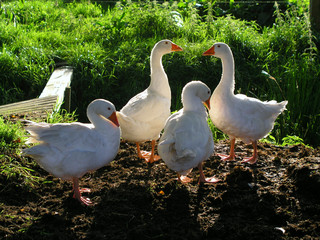 Gänse aus Freilandhaltung