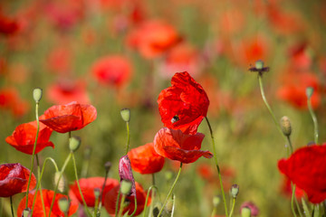 Mohn mit Hummel