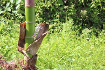 成長中の竹