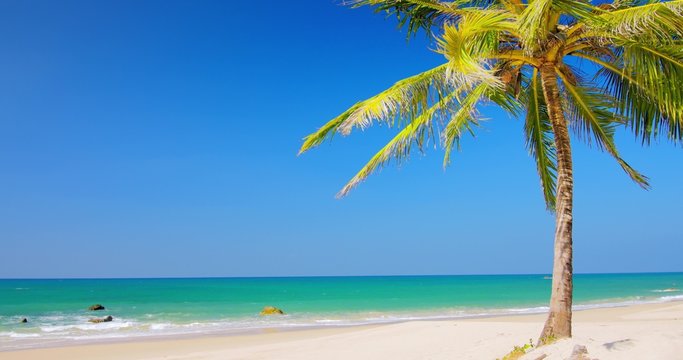 Exotic background of sea coast on tropical island with lonely green palmtree