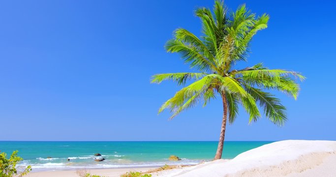 Beautiful palm tree on sea shore at sunny summer day. Vacation background