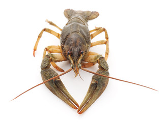 One crayfish.