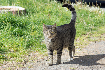 Domestic cat / Domestic cat in nature