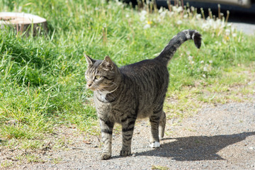 Domestic cat / Domestic cat in nature