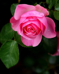 ピンクのバラ
