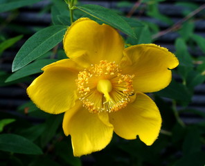 ヒペリカム・ヒドコート