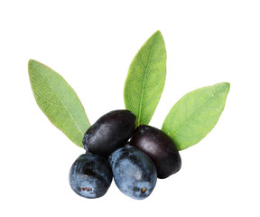 honeysuckle