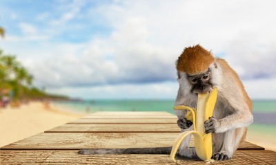 Monkey, Banana, Primate.