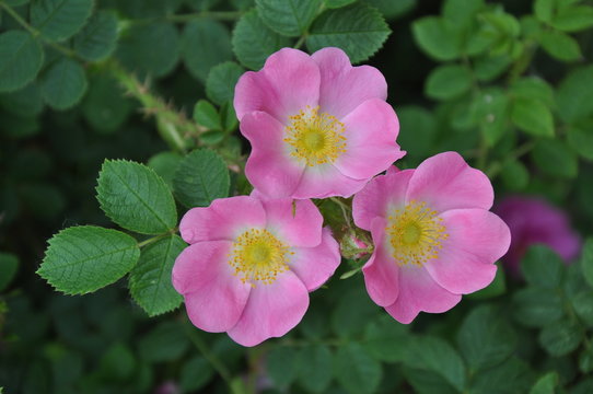 Drei Hundsrosen (Rosa canina / Heckenrose)