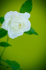white beautiful rose