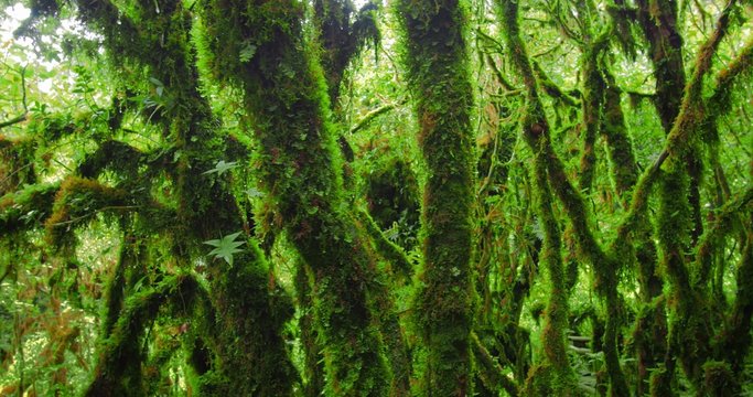 Old growth mossy trees in lush forest
