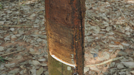 Milky latex extracted from natural rubber tree, Hevea Brasiliens