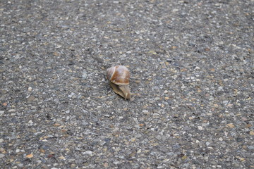 Weinbergschnecke