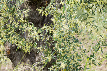 Apulia
