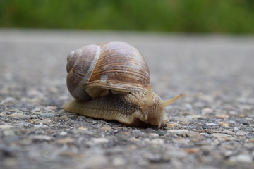 Weinbergschnecke