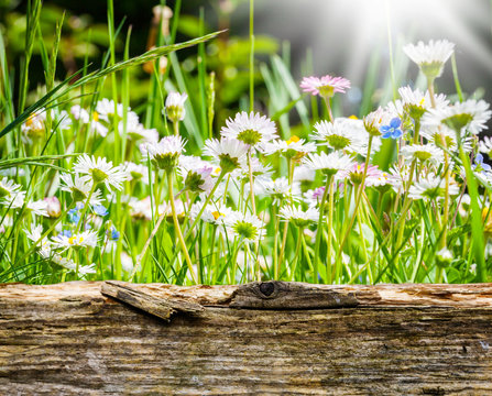 Fototapeta Gänseblümchen hinter Holzbrett
