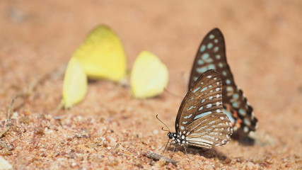 The Blue Tiger butterfly on ground.