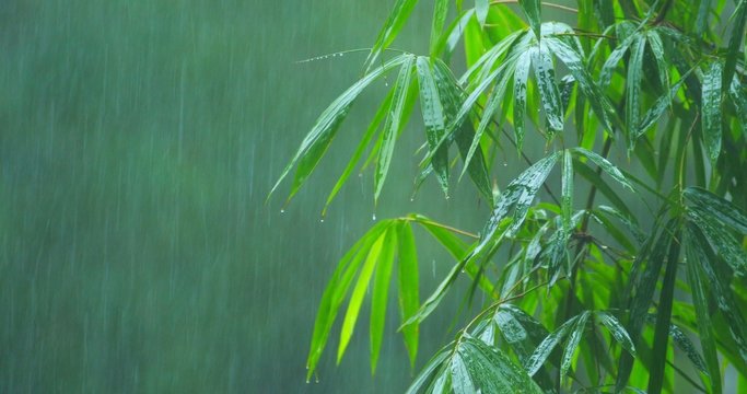 Bamboo tree under tropical rain fall during monsoon rainy season