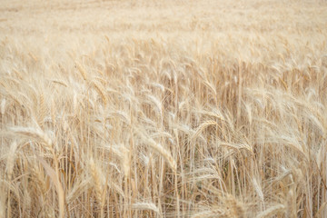 Apulia