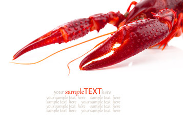 crawfish isolated on white background