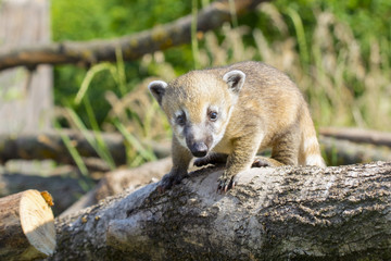 South American coati (Nasua nasua) baby