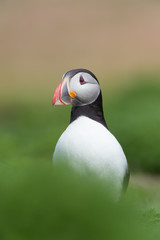 Atlantic Puffin (Alca Arctica)