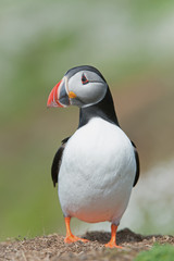 Atlantic Puffin (Alca Arctica)