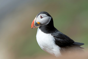 Atlantic Puffin (Alca Arctica)