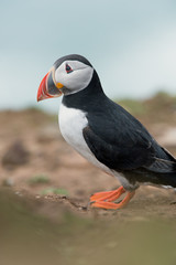 Atlantic Puffin (Alca Arctica)