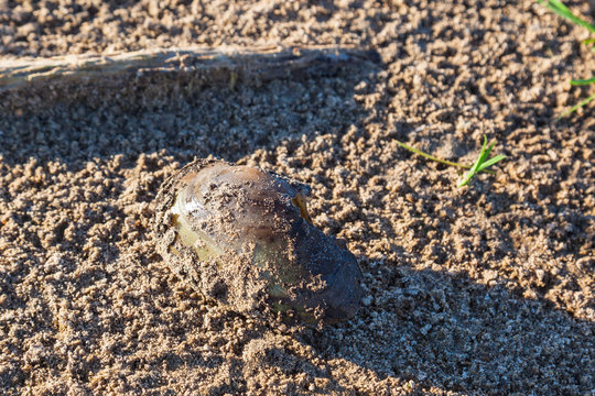 Duck Mussel On The Beach