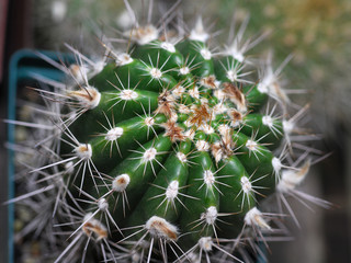 mini cactus from top view