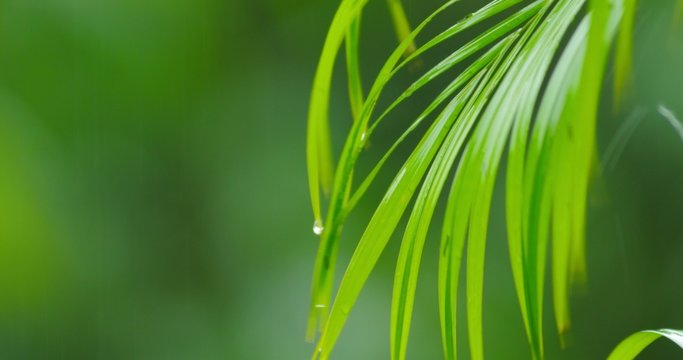 Green leaf of tropical plant under rain drops 