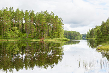 Forest lake with refections