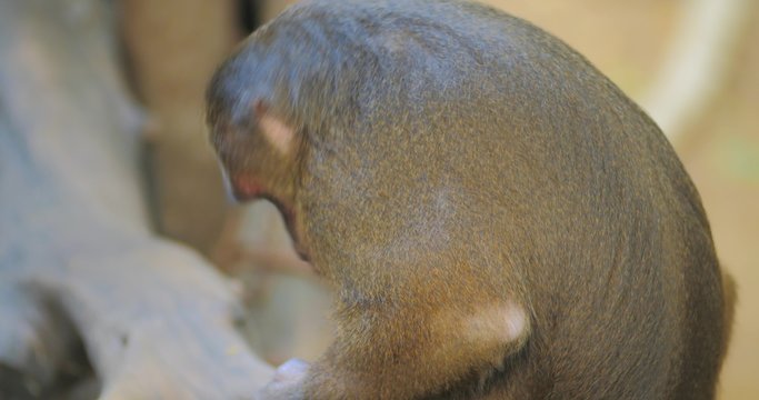 Smart and cute look of monkey