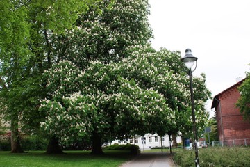 Naklejka premium Chestnut, white blossoms, big old tree under blue sky, Stralsund